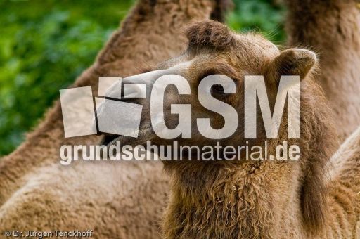 Kamel (73 von 108).jpg